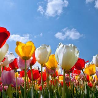 Colorful spring nature wallpaper