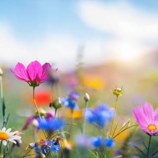 Wildflowers meadow wallpaper