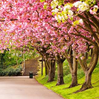 Colorful spring nature wallpaper