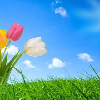 Colorful spring nature wallpaper