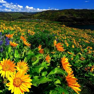 Wildflowers meadow wallpaper