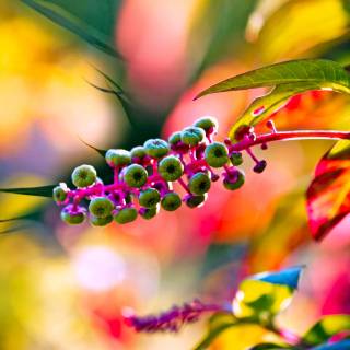 Colorful spring nature wallpaper