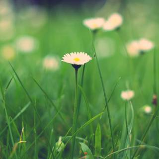 Wildflowers meadow wallpaper
