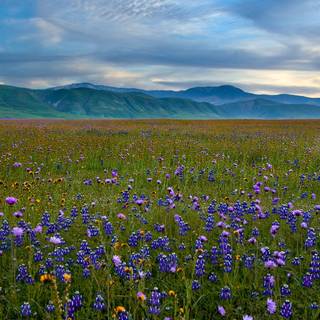 Wildflowers meadow wallpaper
