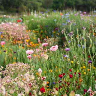 Wildflowers meadow wallpaper