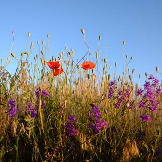 Wildflowers meadow wallpaper