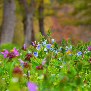 Colorful spring nature wallpaper