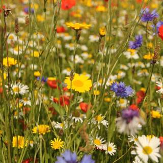 Wildflowers meadow wallpaper