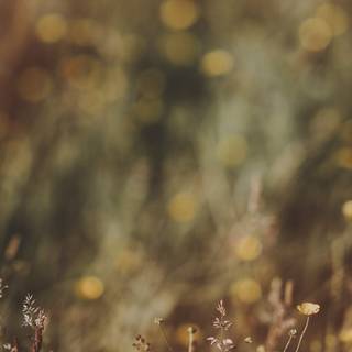 Wildflowers meadow wallpaper