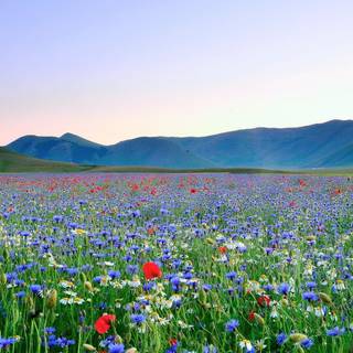 Wildflowers meadow wallpaper