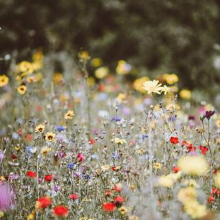 Wildflowers meadow wallpaper