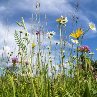 Wildflowers meadow wallpaper
