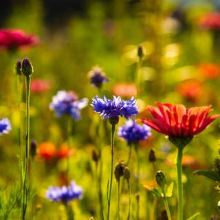 Wildflowers meadow wallpaper