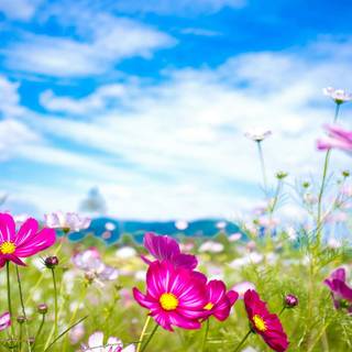 Wildflowers meadow wallpaper