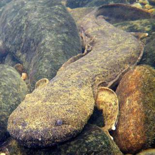 Hellbender wallpaper