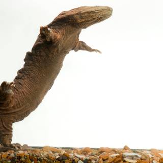 Hellbender wallpaper