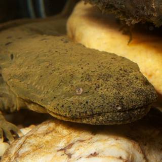 Hellbender wallpaper