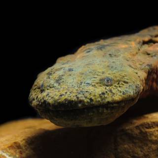 Hellbender wallpaper