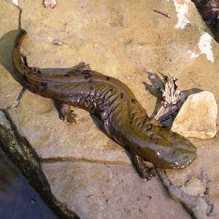 Hellbender wallpaper