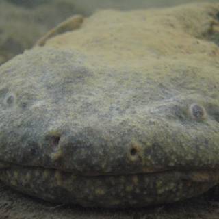 Hellbender wallpaper