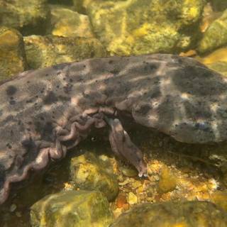 Hellbender wallpaper