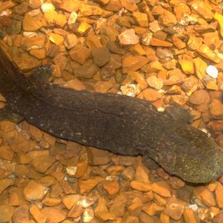 Hellbender wallpaper