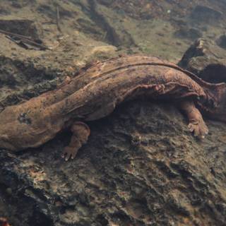 Hellbender wallpaper