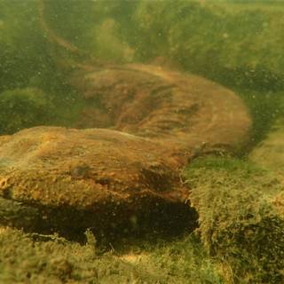 Hellbender wallpaper