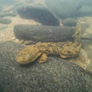 Hellbender wallpaper