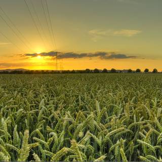 Summer iPad wallpaper