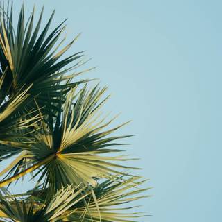 Summer iPad wallpaper