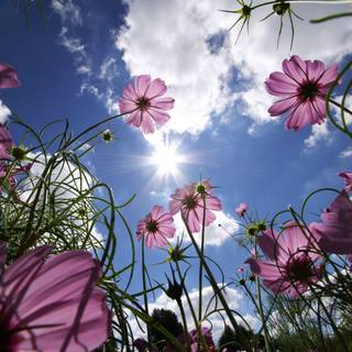 Summer iPad wallpaper