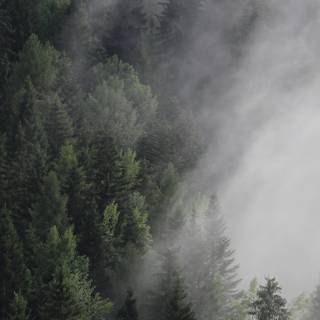 Forest 4k iPhone wallpaper