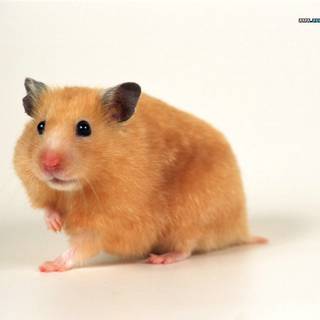 Fat hamsters wallpaper