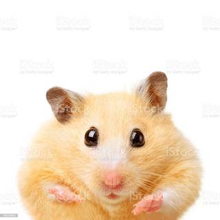 Fat hamsters wallpaper