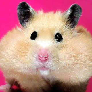 Fat hamsters wallpaper