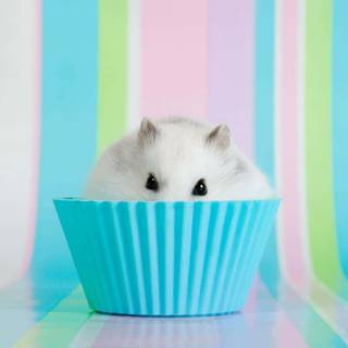 Fat hamsters wallpaper