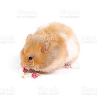Fat hamsters wallpaper