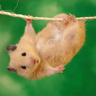 Fat hamsters wallpaper