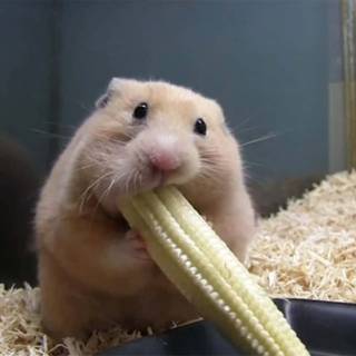 Fat hamsters wallpaper