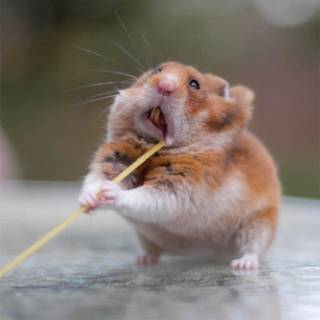 Fat hamsters wallpaper