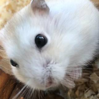 Fat hamsters wallpaper