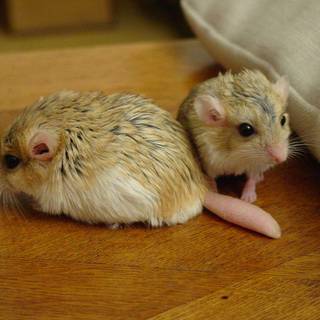 Fat hamsters wallpaper