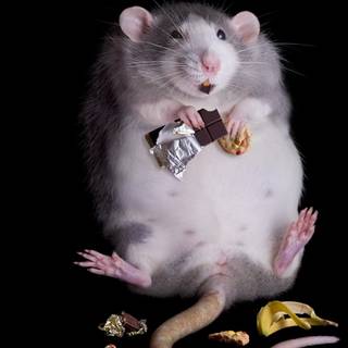 Fat hamsters wallpaper