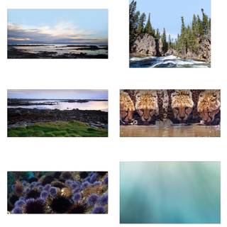 Nature collage wallpaper