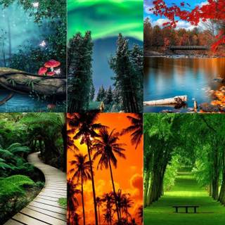 Nature collage wallpaper