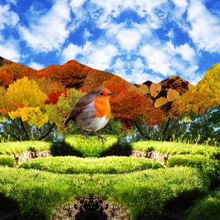 Nature collage wallpaper