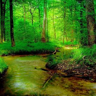 River summer wallpaper