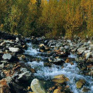 River summer wallpaper