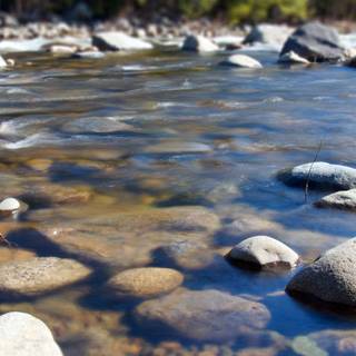 River summer wallpaper